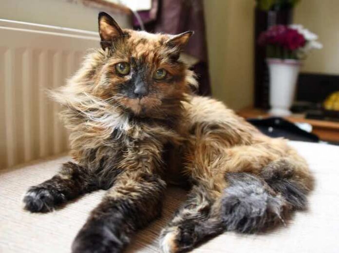 record-breaking-cat-dies-aged-33-which-is-152-in-human-years-photo